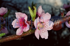 Photo30_27A