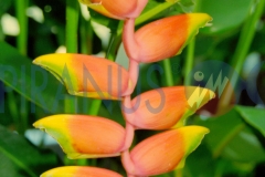 kwiaty003